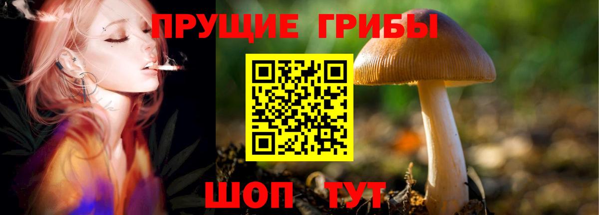 Галлюциногенные грибы Psilocybe Омск